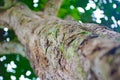 Worm`s eyeview of  Tree Royalty Free Stock Photo
