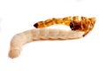 Worm shedding its skin Royalty Free Stock Photo