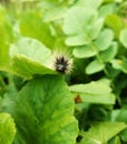 A worm sitting on a leaf