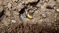 Worm snake is eating mealworm , meal worm close up of snake, it looks like worm blind snake is a non venomous closeup superworm, s