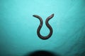 Worm snake isolated on a green background close up of snake it looks like worm blind snake is a non venomous closeup superworm, s