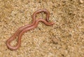 Worm Snake on sand