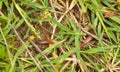 Worm Snake under vegetation