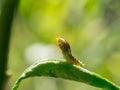 The worm is about to pupate Royalty Free Stock Photo