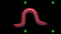 Worm on transparent background, looping 3D animation