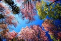 Worm view of Wild Himalayan Cherry (Prunus cerasoides) at Khun M Royalty Free Stock Photo