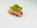 Worm walnut on a white background. Royalty Free Stock Photo