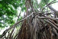 Worm''s eye view of a strangler fig (Ficus aurea).