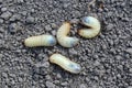 White large larva of bronze on the ground