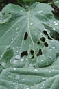 Wormhole Cabbage leaf