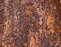 Wormhole Wood Background