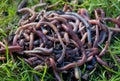 Worms