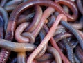 Worms Royalty Free Stock Photo