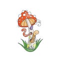 Worms and bugs in a long muscaria. Royalty Free Stock Photo