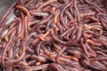 Worms in a can Royalty Free Stock Photo