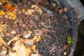 worms in compost pile. making a thermophilic compost with soil biology for fertilizer on a farm in a mesh ring in soil