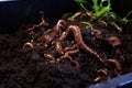 worms crawling in rich, dark compost soil