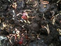 Worms eat garbish in compost