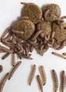 Worms found in dry dog food Kibble Royalty Free Stock Photo