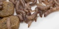 Worms found in dry dog food Kibble Royalty Free Stock Photo