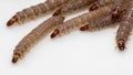 Worms found in dry dog food Kibble Royalty Free Stock Photo