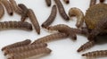 Worms found in dry dog food Kibble Royalty Free Stock Photo