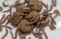 Worms found in dry dog food Kibble Royalty Free Stock Photo