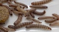 Worms found in dry dog food Kibble Royalty Free Stock Photo