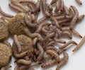 Worms found in dry dog food Kibble Royalty Free Stock Photo