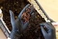 Worms on the hand for Vermicomposting at home Royalty Free Stock Photo