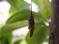 Worms hanging on the tree. Royalty Free Stock Photo