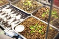 Worms, larvae, scorpions and other local asian snacks on the street market. Edible roasted bugs and insects.