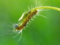 A leaf worm is crawling on the plant Royalty Free Stock Photo