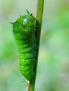 A leaf worm is crawling on the plant Royalty Free Stock Photo