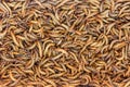 Worms, Meal worms. larvae of the beetle Tenebrio molitor Royalty Free Stock Photo