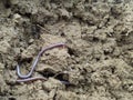 A worms that are writhing on the ground