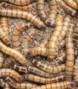 Worms Zophobas morio.  Close up shooting of  Worms. Selective focus Royalty Free Stock Photo