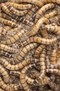 Close up shooting of  Worms. Selective focus Royalty Free Stock Photo