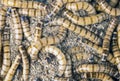 Worms Zophobas morio. Close up shooting of Worms. Selective focus Royalty Free Stock Photo
