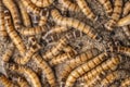 Worms Zophobas morio. Close up shooting of Worms. Royalty Free Stock Photo