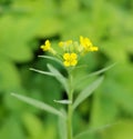 Wormseed mustard (Erysimum cheiranthoides)