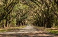 Wormsloe Plantation Oaktree Path Royalty Free Stock Photo