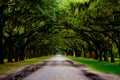 Wormsloe Road Royalty Free Stock Photo