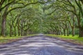 Wormsloe Plantation Historic Site Tunnel Royalty Free Stock Photo