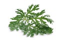 Wormwood Royalty Free Stock Photo