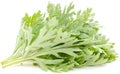 Wormwood Royalty Free Stock Photo