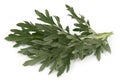 Wormwood Royalty Free Stock Photo