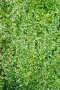 Wormwood (Artemisia absinthium L.) Royalty Free Stock Photo