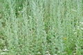 Wormwood (Artemisia absinthium L.) Royalty Free Stock Photo