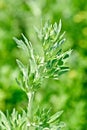 Wormwood (Artemisia absinthium L.) on green Royalty Free Stock Photo